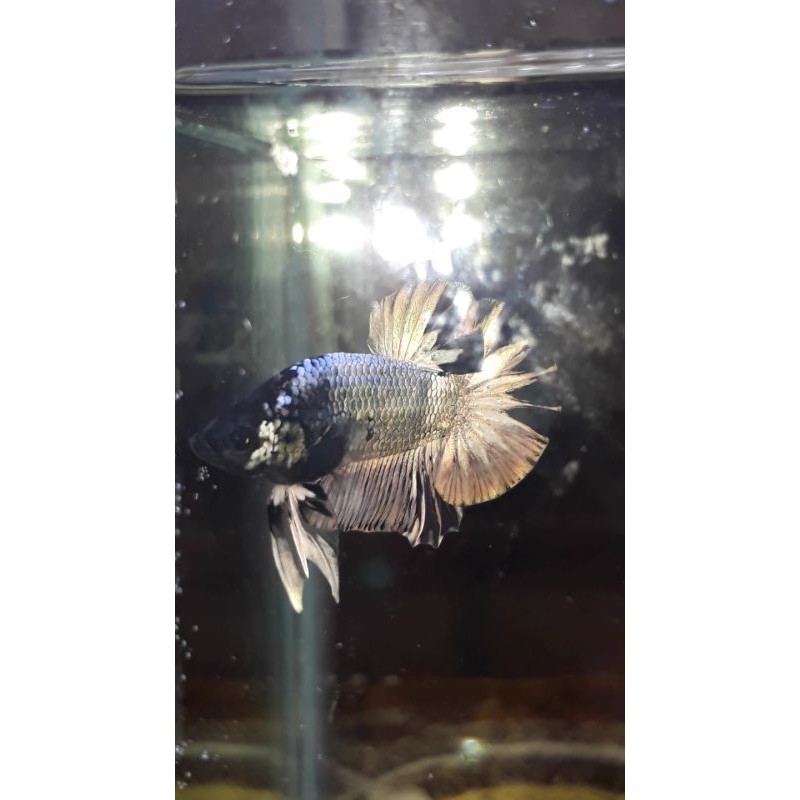 Cupang avatar gold cooper bonus female