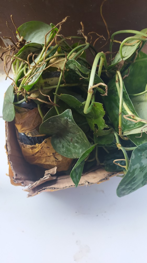 Scindapsus Exotica/sirih Silver