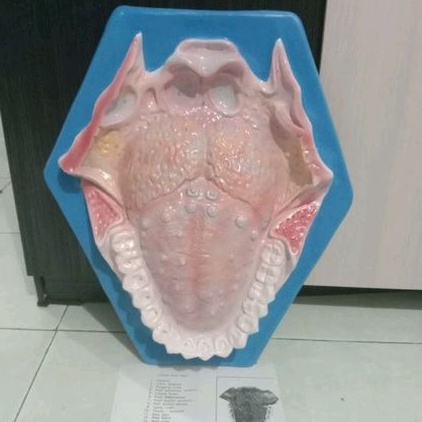 

Torak lidah dan gigi alat peraga pendidikan model torso lidah dan gigi