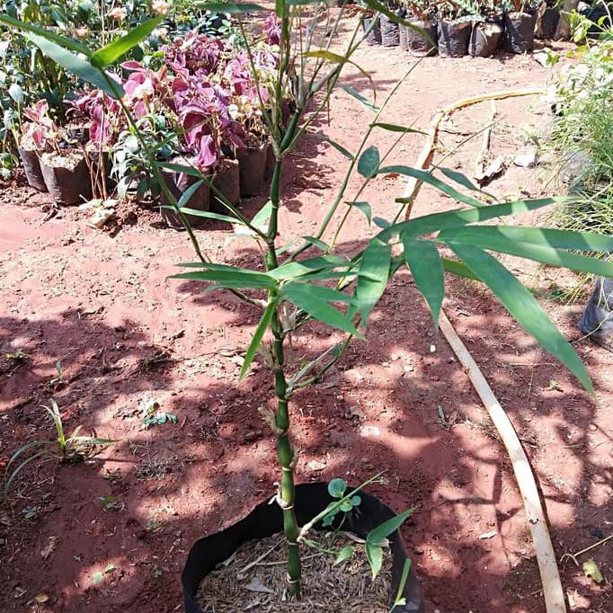POHON BAMBU NAGIN/BAMBU CINA BIBIT TANAMAN POHON BAMBU NAGIN UNGGULAN