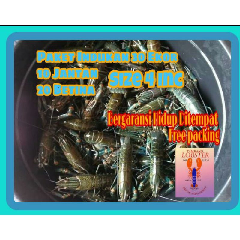 Indukan Lobster Air Tawar size 4 inc isi 30 ekor