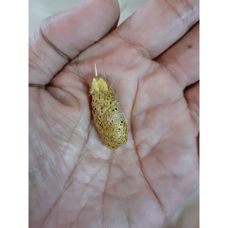 JARUM EMAS KEPONGPONG