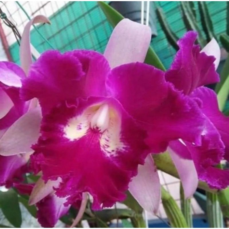Pohon Anggrek Cattleya Dewasa Siap Spike Bunga Pink