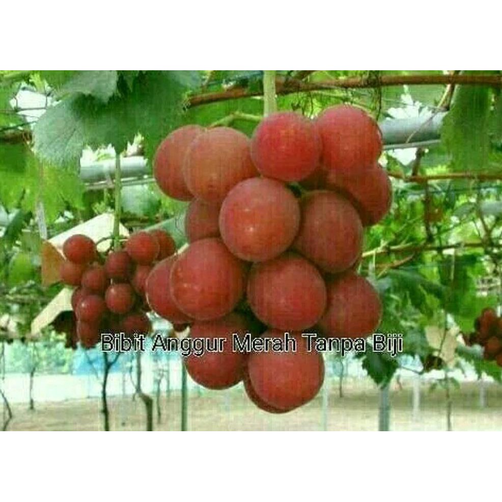 *_$ Bibit Anggur Merah Tanpa Biji Jumbo Kw+