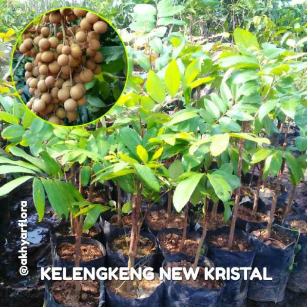 BIBIT KELENGKENG NEW KRISTAL TANAMAN BUAH KELENGKENG NEW KRISTAL LENGKENG @_$