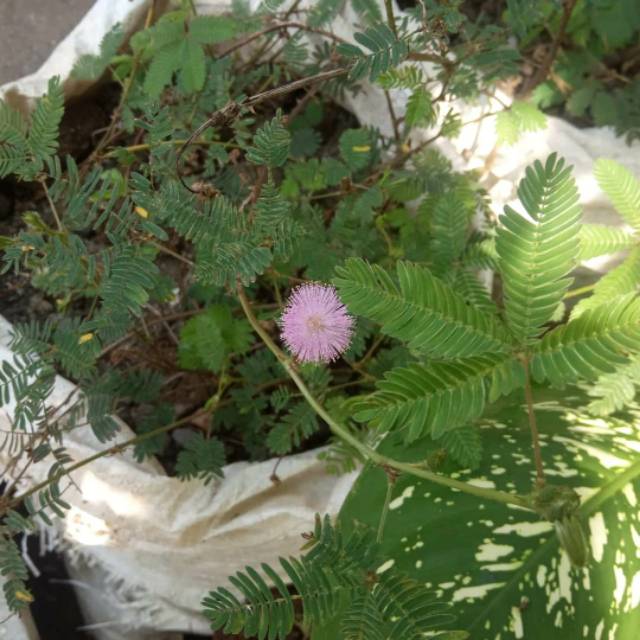 

DAUN PUTRI MALU 100 GRAM