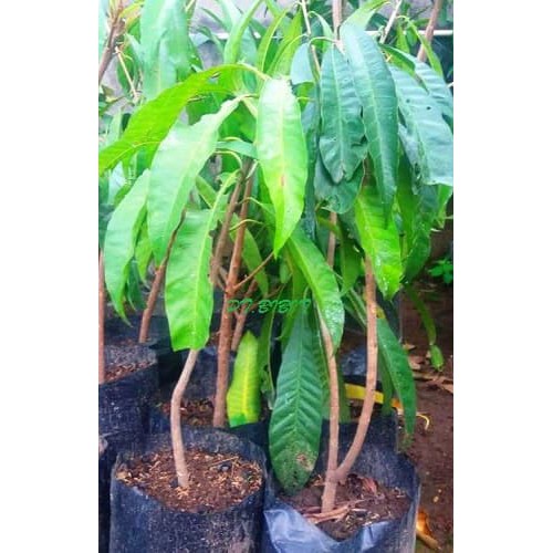 Tanaman Sawo Mentega / Alkesa