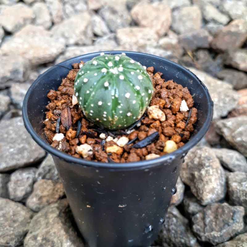 Astrophytum Superkabuto