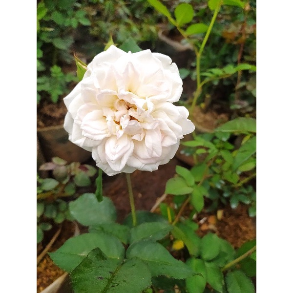 mawar kampung putihsuper wangi