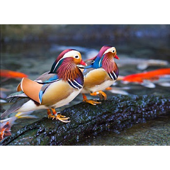 telur bebek hias Mandarin duck