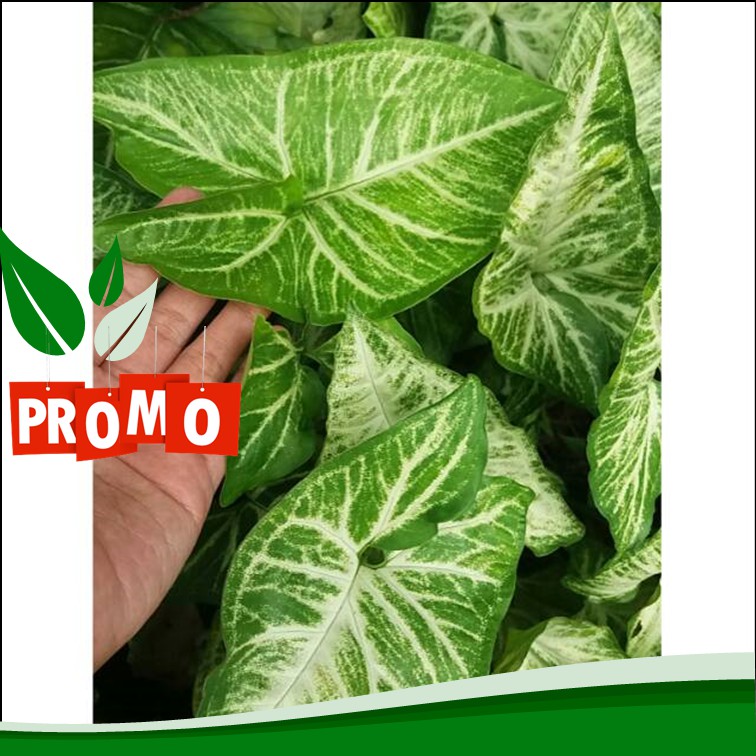 PROMO  tanaman hias syngonium hijau batik / singonium batik original/  phodophyllum batik cantik har
