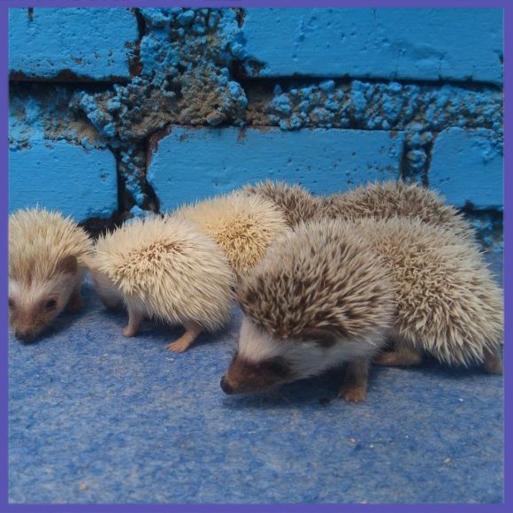 ✔COD✔ landak mini murah / Hewan peliharaan landak ( GRAB/GOJEK )