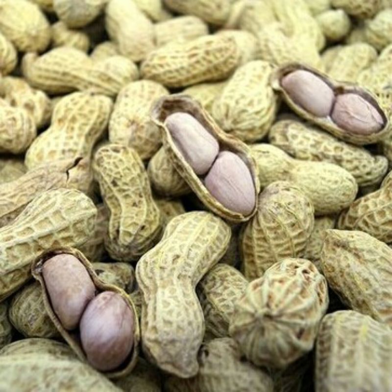 

[Termurah] Kacang kulit oven / kacang kulit asin kiloan 500 gram