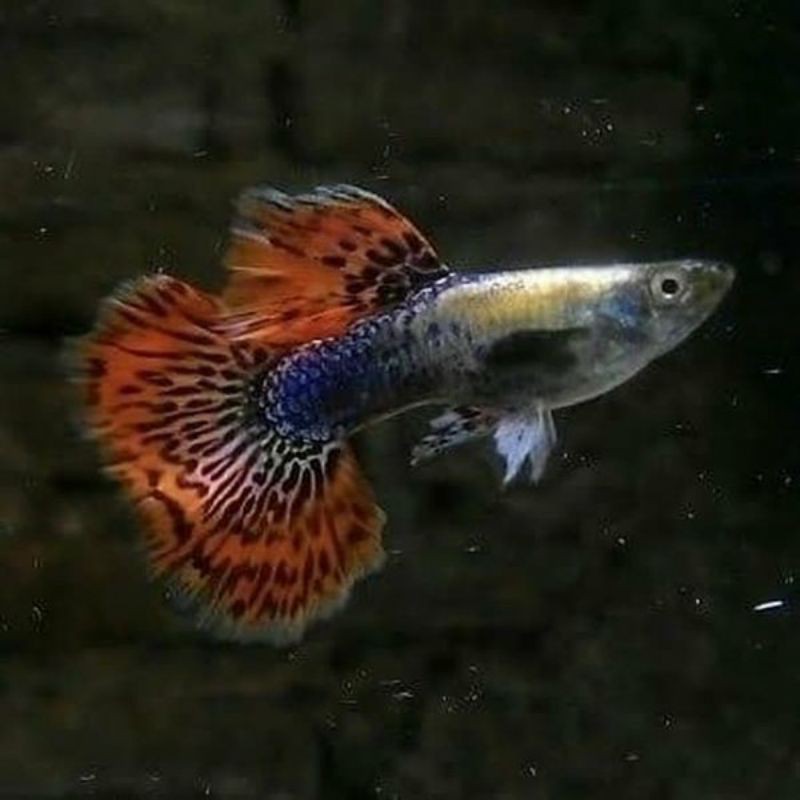 

Ikan hias guppy platinum red mozaik big ear jantan