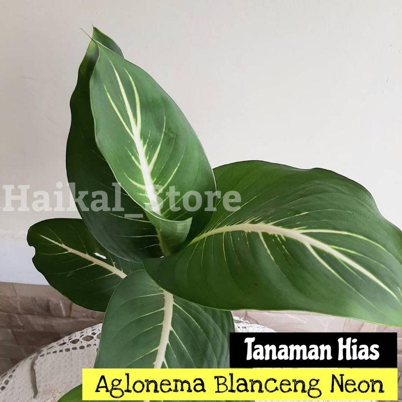 Tanaman hias Aglonema Blanceng Neon - AGLO BLANCENG NEON