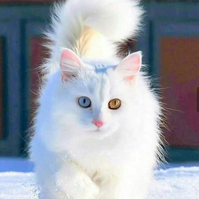 ellysusilowati72