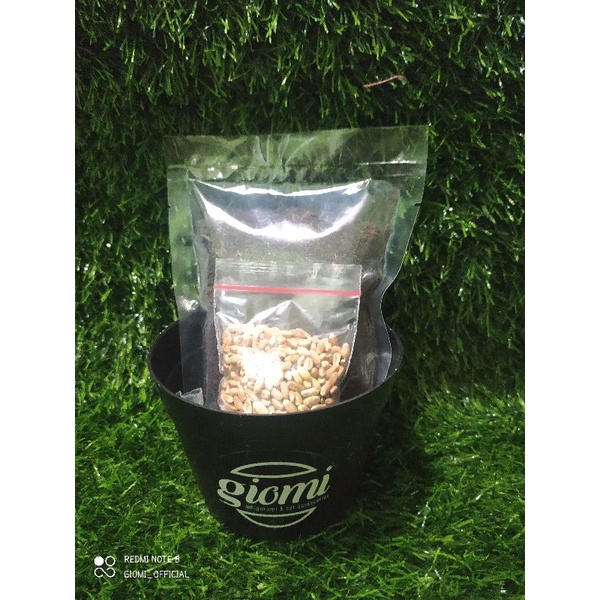 wheatgrass/rumput kucing