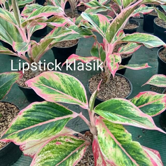 Tanaman hias aglonema  lipstick  clasik aglaonema  aglo 