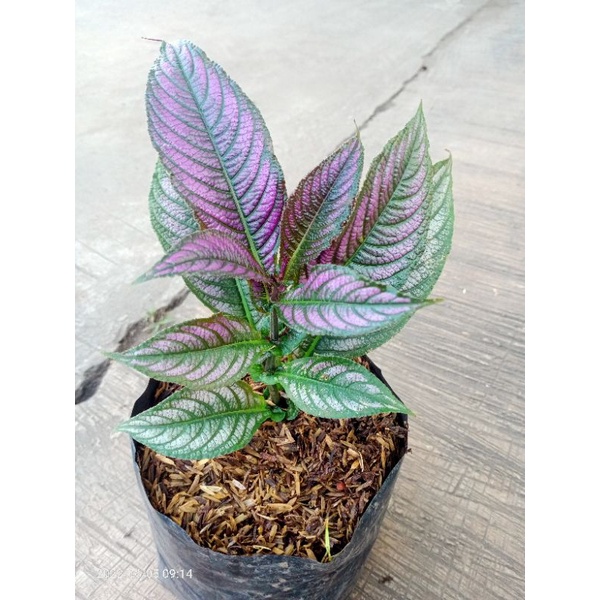 Tanaman keji beling ungu