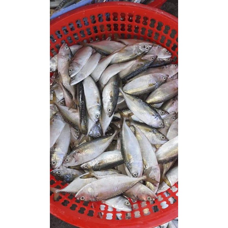 

ikan gembung segar
