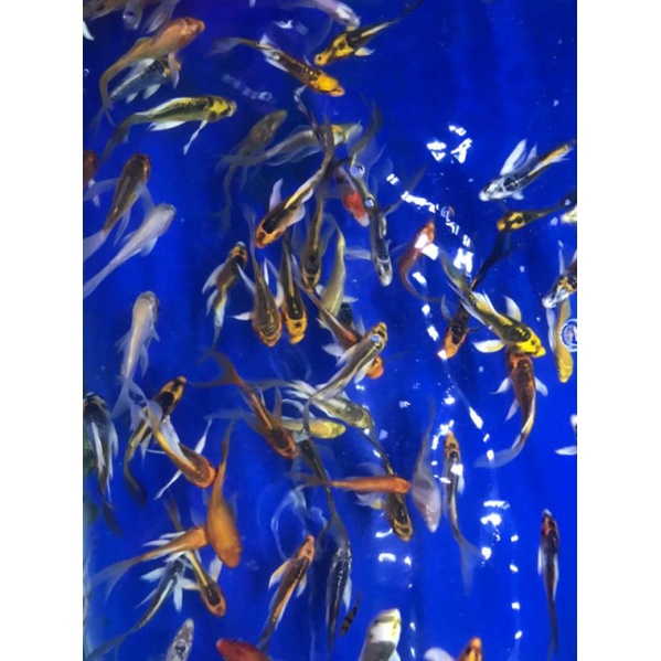 KOI KUMPAI METALIK EKOR PANJANG SAMEDAY & INSTAN ONLY