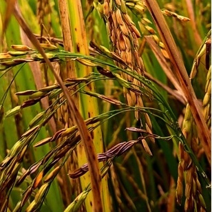 5kg Bibit beras merah pamelen (padi merah pulen) | benih padi | beras merah | beras | benih | bibit | bibit padi | bibit unggul | benih unggul | benih padi | padi hitam | padi merah | padi lokal | padi jepang | padi india|