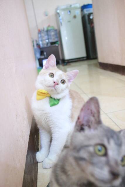 Dasi half bowtie lucu untuk kucing dan anjing size kitten and adult