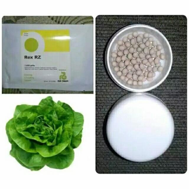 Benih Bibit Selada Butterhead Rex Rz 100 Pills