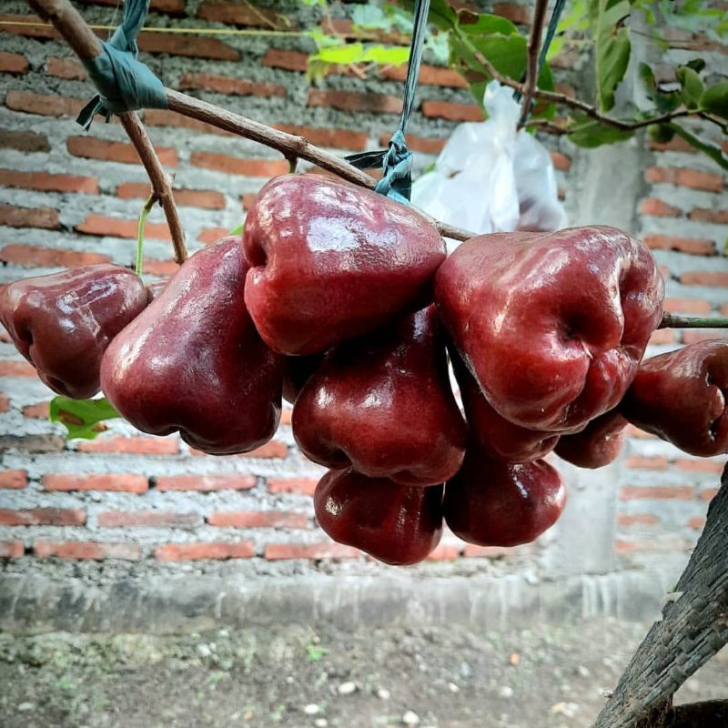 Bibit Jambu Air Black Diamond Tanpa Biji Okulasi