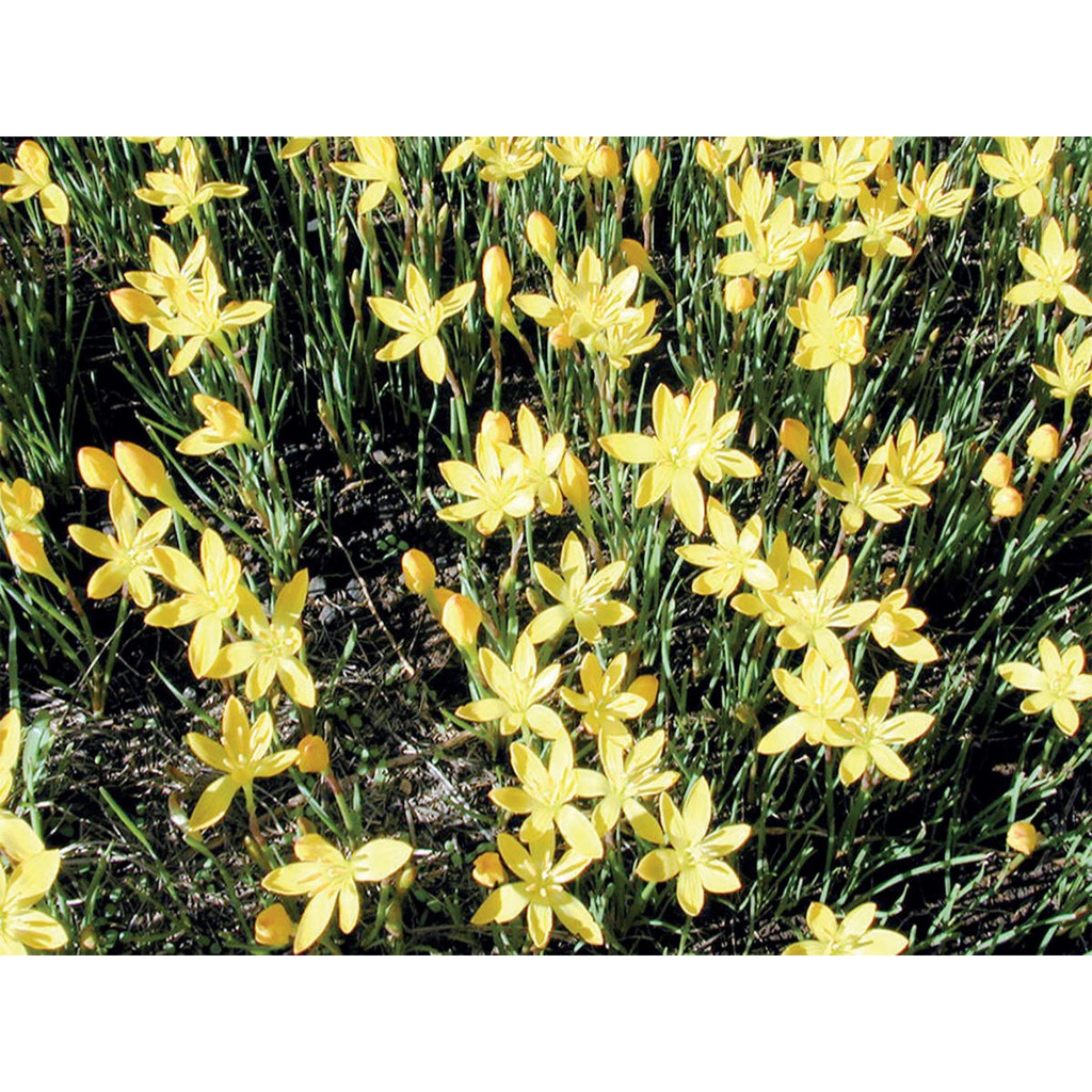 Rain Lily Bunga Kuning