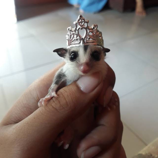 Sugar glider clasic grey