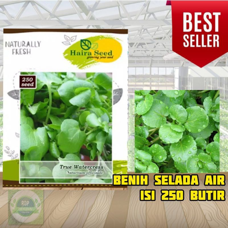Benih Selada Air