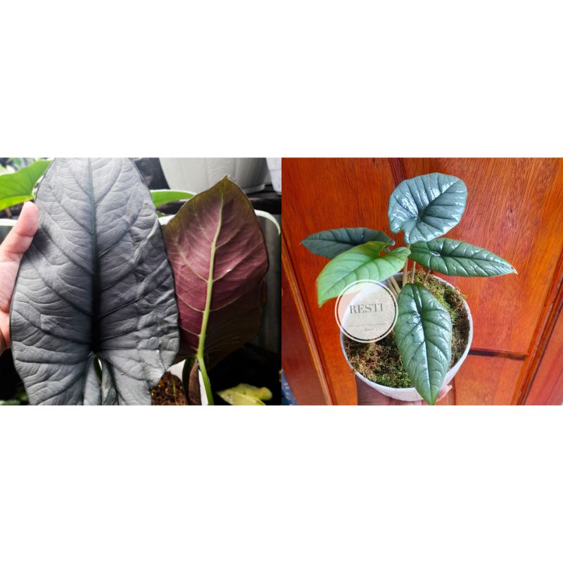 

ALOCASIA REGINA DAN BISMA SILVER ( BONGGOLAN )