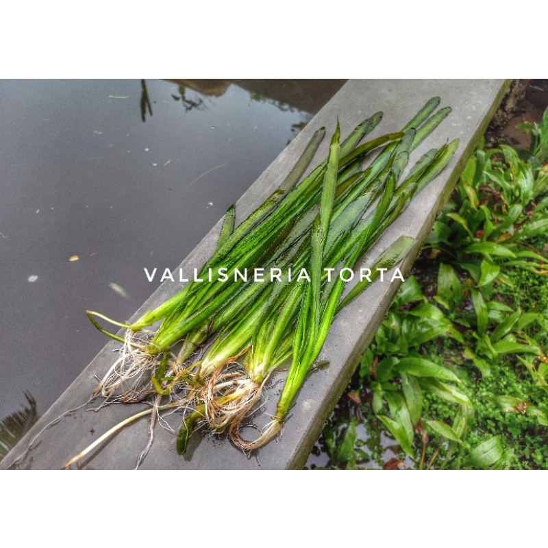 Vallisneria Torta - Tanaman Air Background Low co2 Aquascape