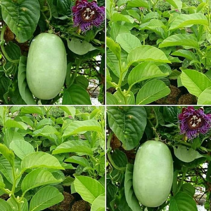 Jual Bibit Benih Biji Buah Markisa Jumbo Big Passion Fruit Biji Markisa Jumbo Buah Markisa