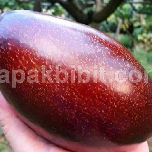 Bibit alpukat super red vietnam