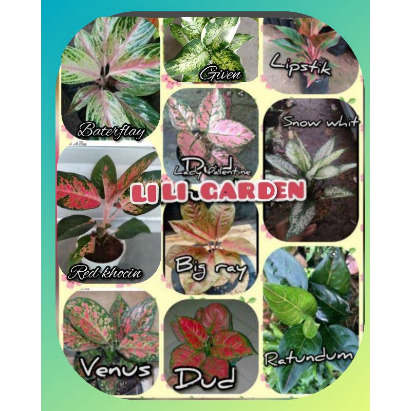 paket 10 jenisBunga  aglonema bunga aglonema terlaris bibit aglonema murah