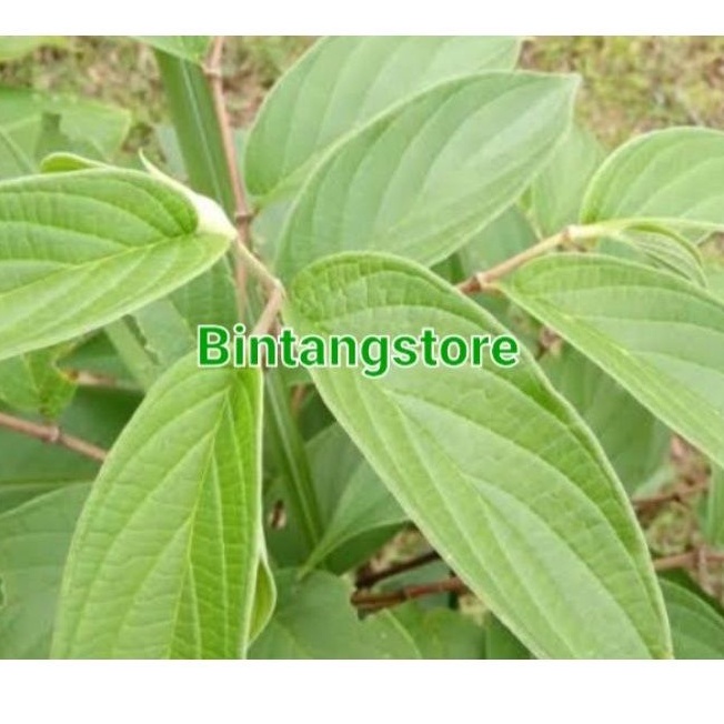 Daun sirih hutan segar 1 kg