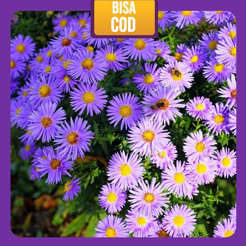 Tanaman Bunga Aster peacock / pikok ungu-bibit/benih hidup bukan biji Murah