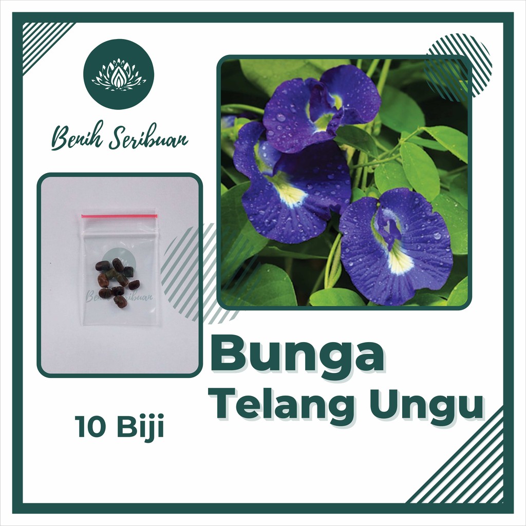 Bibit Bunga : 10 Benih Telang Ungu Tanaman Telang Non Tumpuk Mudah Tumbuh Unggul Berkualitas
