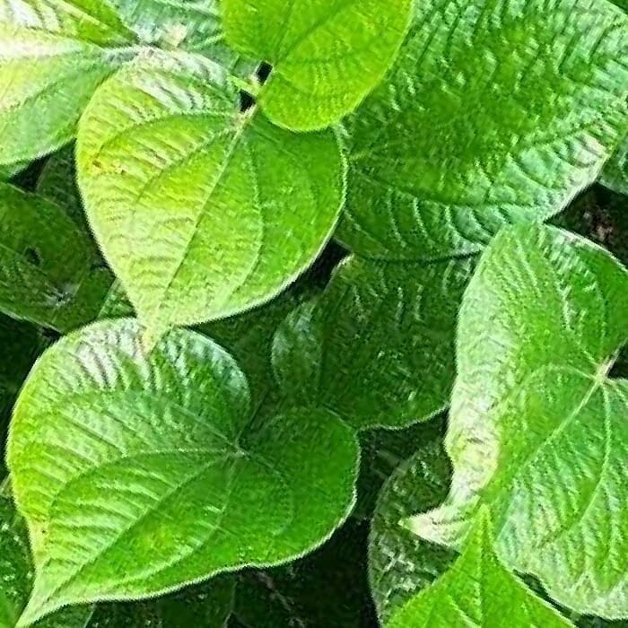 

Daun Sirih Fresh Segar Langsung Petik Dari Kebun Tumbuh Alami [ FRESH HERBAL ]