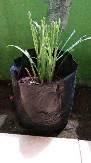 Polibek Polybag Uk 35