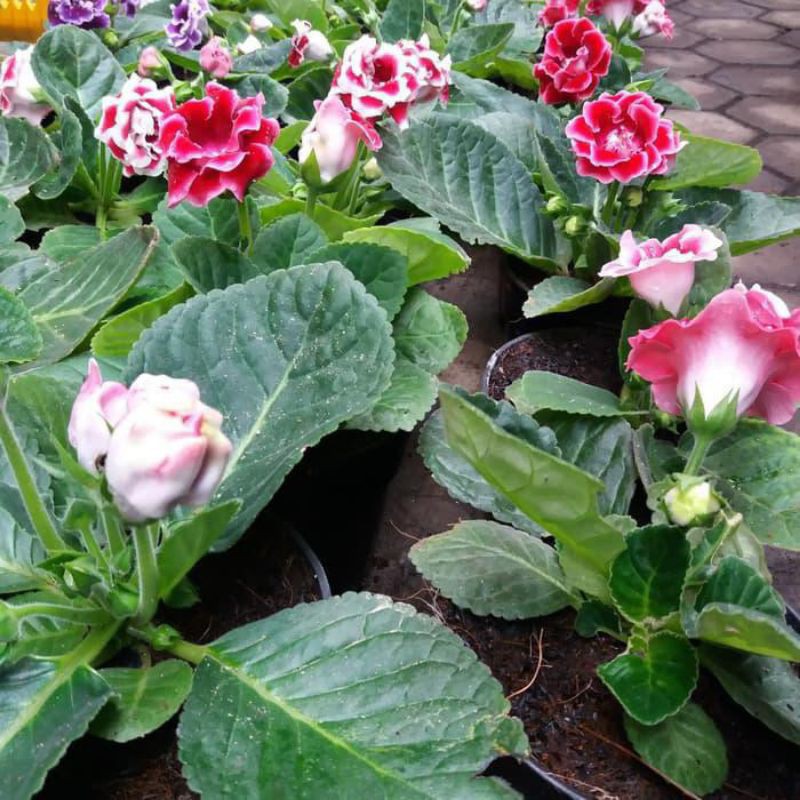 bunga gloxinia // tanaman bunga gloxinia