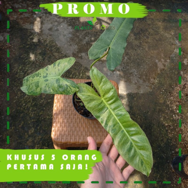 Tanaman Philodendron Paraiso Verde - Paraiso verde - Philo Paraiso Verde