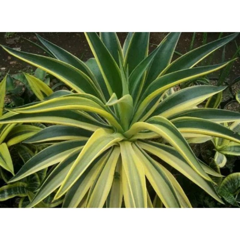 TANAMAN HIAS/BUNGA HIAS/AGAVE/AGAVE GARIS KUNING/AGAVE KING/AGAPE