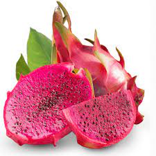 Bibit buah naga merah  (Hylocereus polyrhizus)/Pohon buah naga merah - bibit buah naga - naga merah 