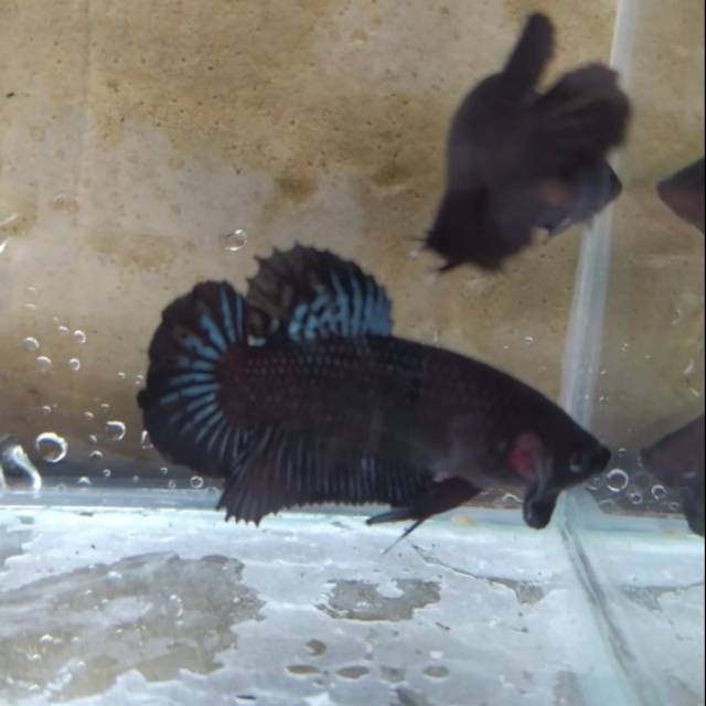 Cupang Pk Super Black