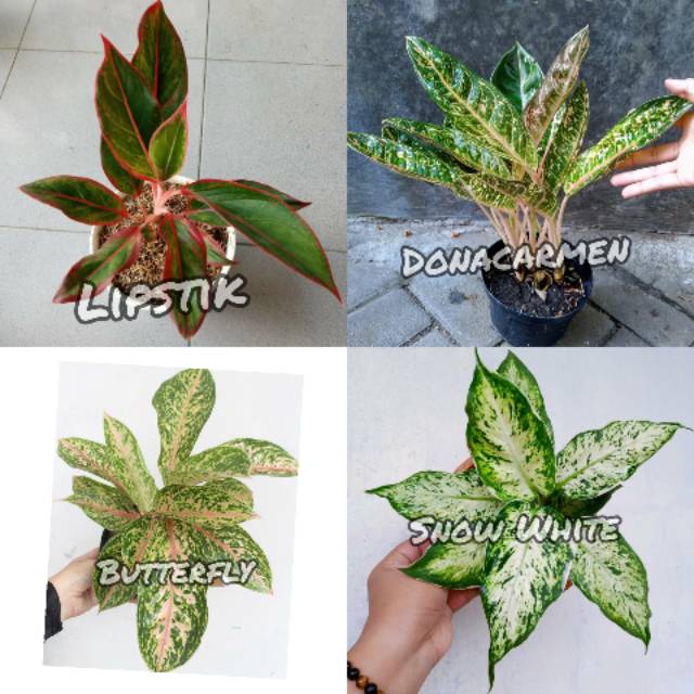 4 Jenis Tanaman Hias Aglonema - Paket 4 Aglonema