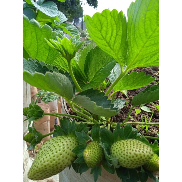 Bibit Strawberry Jumbo Bali