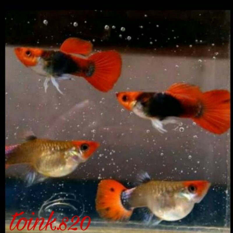 ikan hias guppy ruxedo koi jantan dan betina